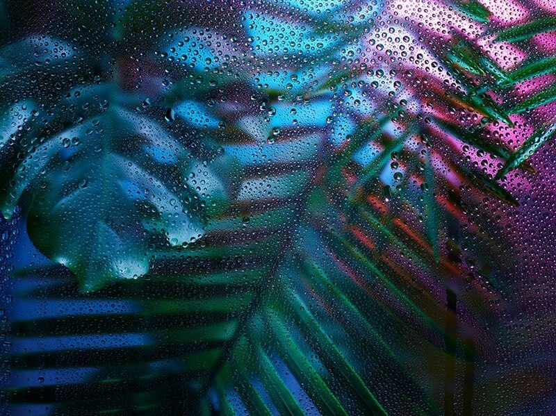 Rain Forest par Julien Palast, sur le blog La Retouche photo.