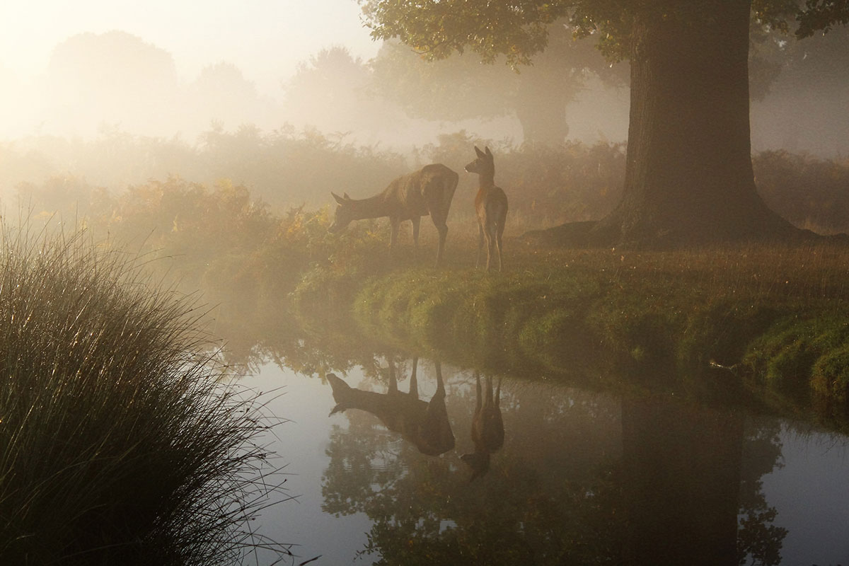 la photo animalière